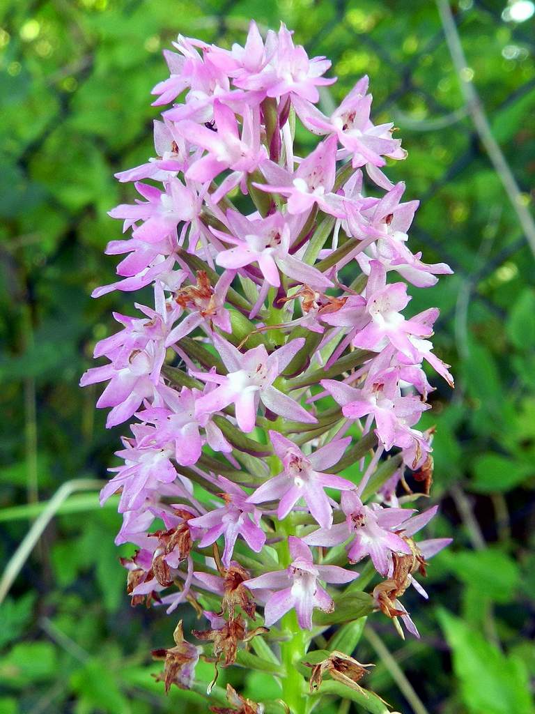 Anacamptis pyramidalis